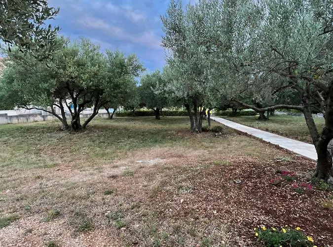 Oliva Zadar